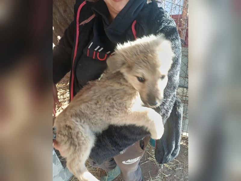 Armando - zuckersüß