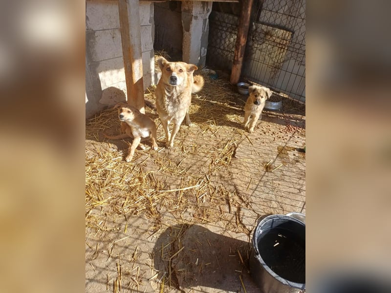 Armando - zuckersüß