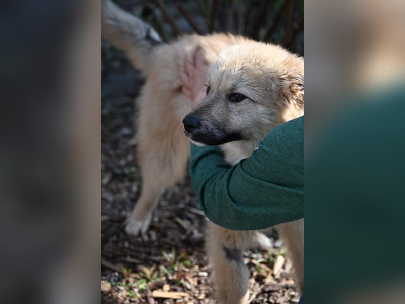 Armando- auf Pflegestelle PLZ 30938