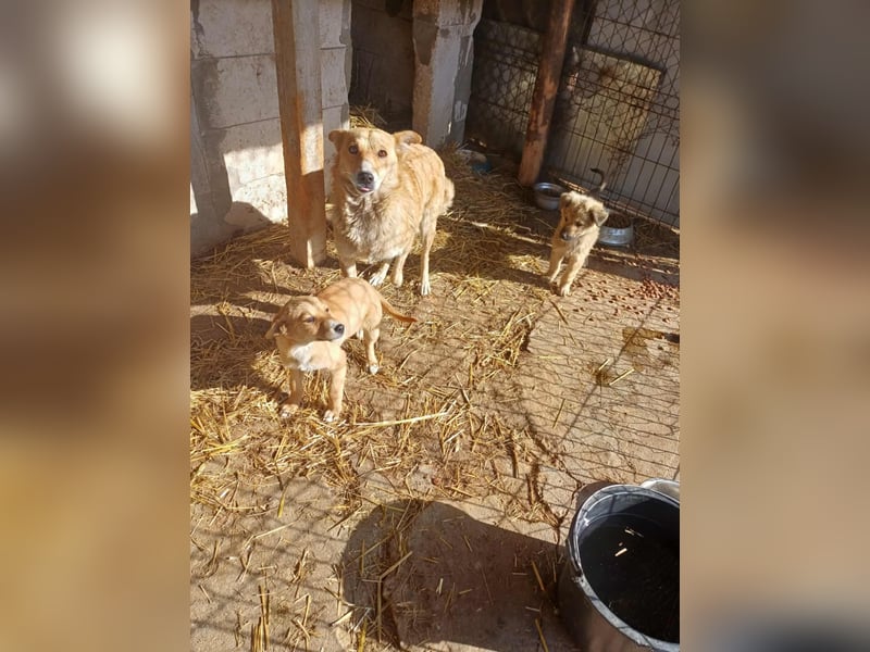 Armando - zuckersüß