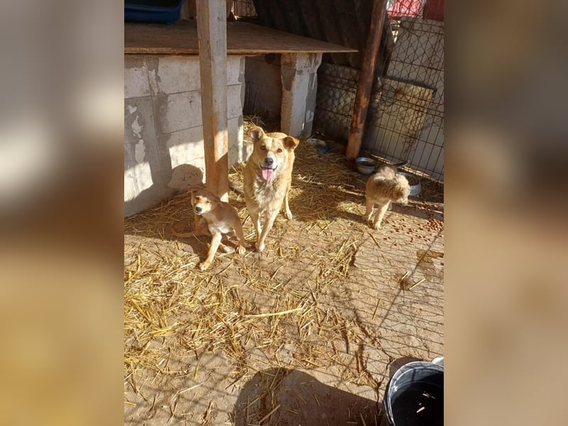 Armando - zuckersüß