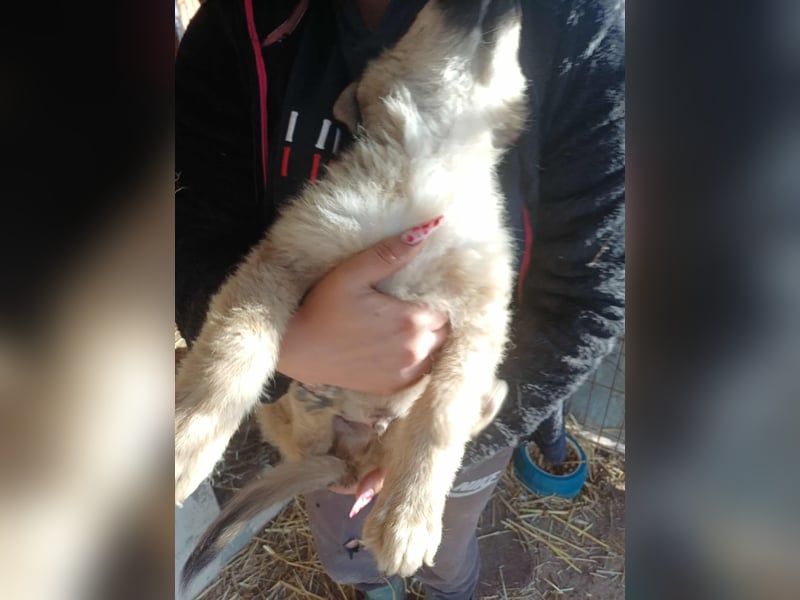 Armando - zuckersüß