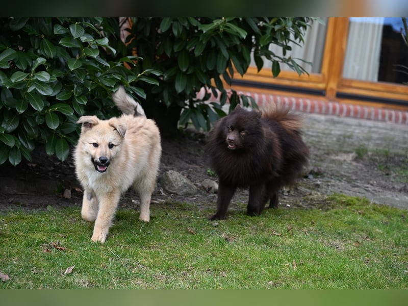 Armando- auf Pflegestelle PLZ 30938