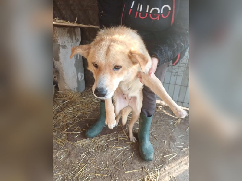 Millie fehlt eine Pfote