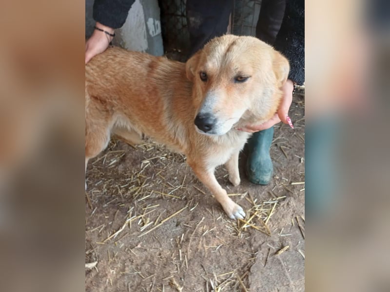 Millie fehlt eine Pfote