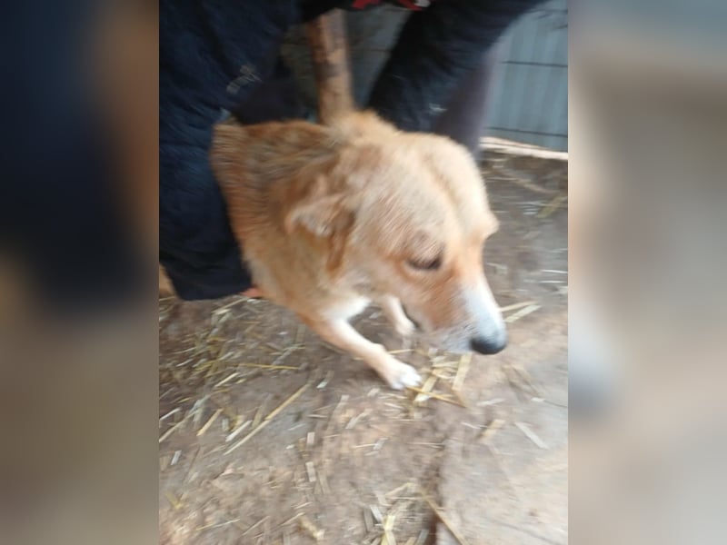 Millie fehlt eine Pfote