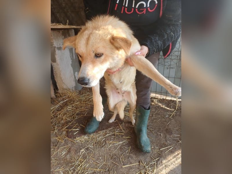 Millie fehlt eine Pfote