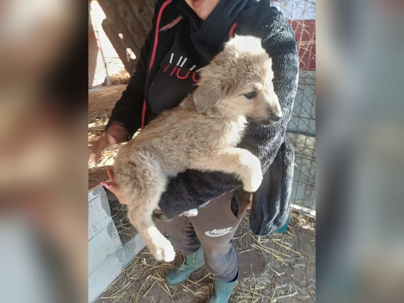 Armando - zuckersüß