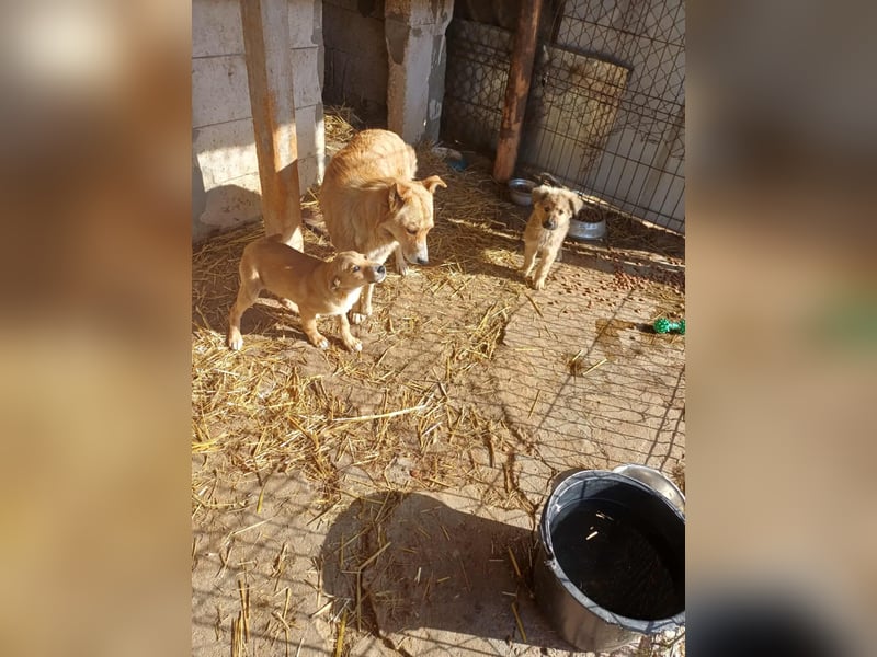 Armando - zuckersüß