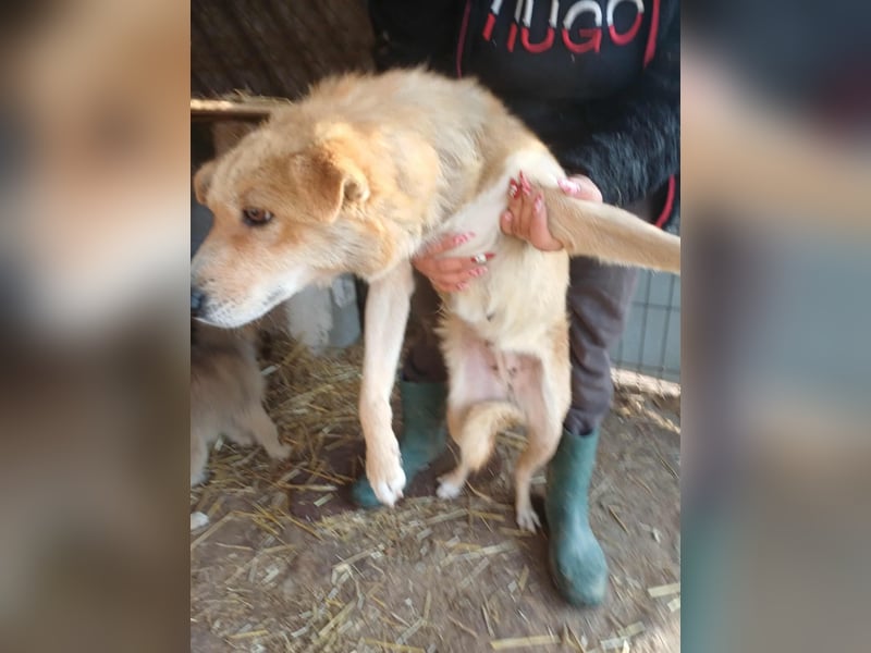 Millie fehlt eine Pfote