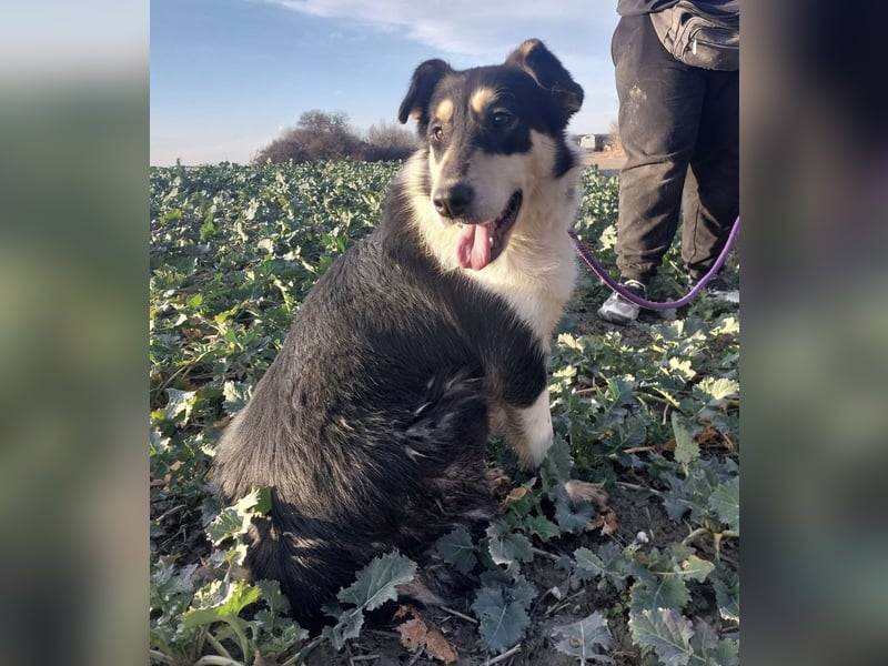 Belinda eine gutmütige sanfte Seele