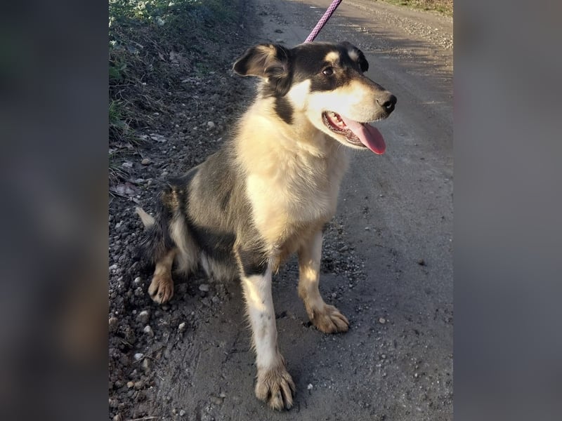 Belinda eine gutmütige sanfte Seele