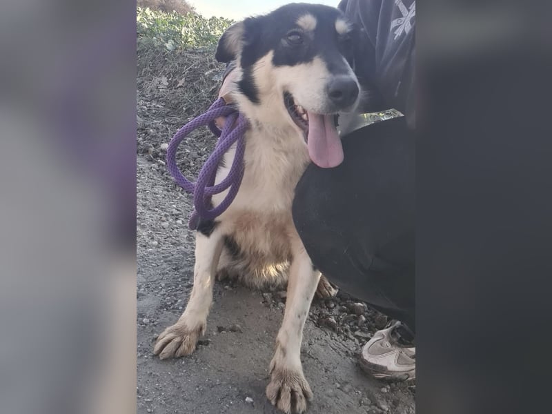 Belinda eine gutmütige sanfte Seele