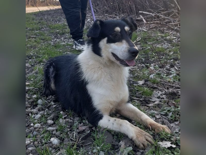 Belinda eine gutmütige sanfte Seele