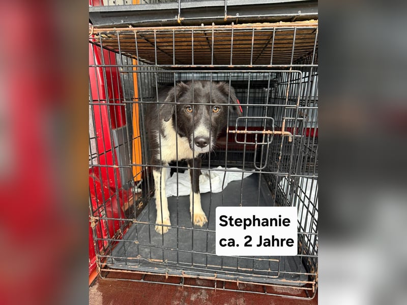 Stephanie - dem Tod entkommen