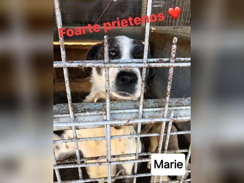 Marie - sanft und liebevoll