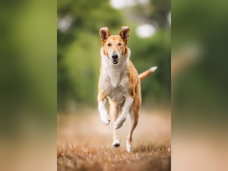 Wir haben Kurzhaarcollie-Welpen aus top Verpaarung!