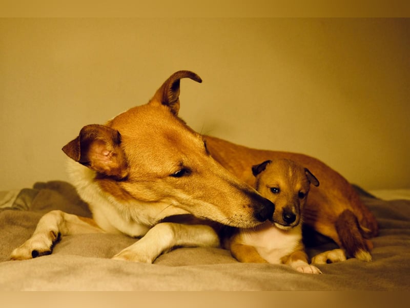 Wir haben Kurzhaarcollie-Welpen aus top Verpaarung!