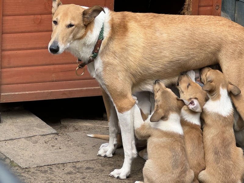 Wir haben Kurzhaarcollie-Welpen aus top Verpaarung!
