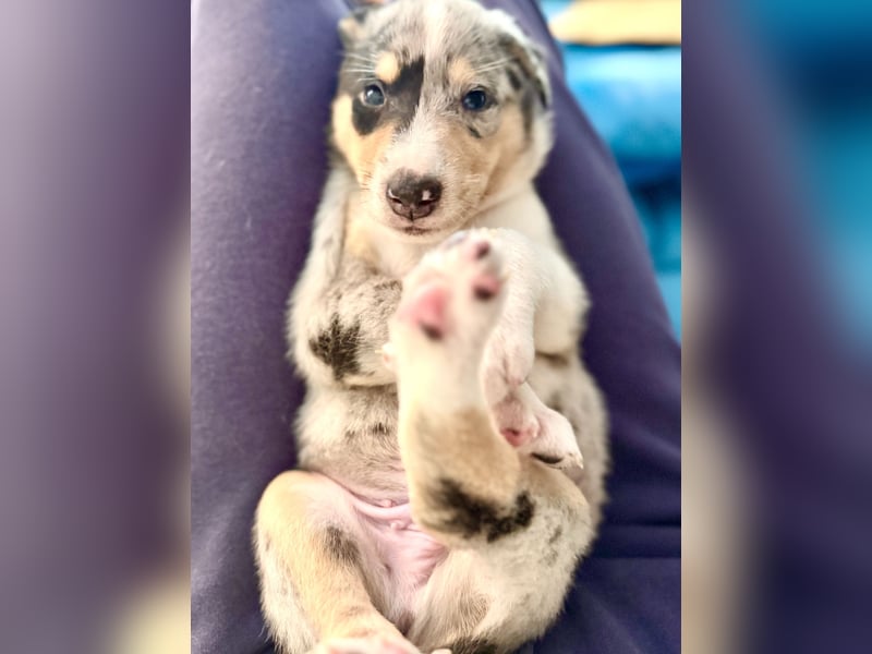 Kurzhaarcollies-. unser lang ersehnter Wurf von Wolke&Eddy ist da!