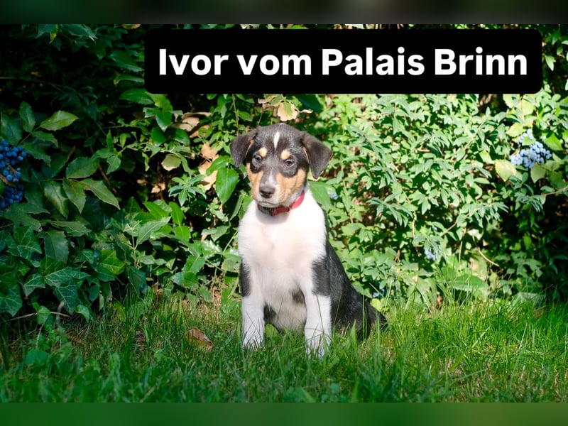 Kurzhaarcollies-. unser lang ersehnter Wurf von Wolke&Eddy ist da!