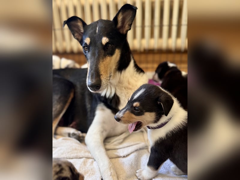 Kurzhaarcollies-. unser lang ersehnter Wurf von Wolke&Eddy ist da!