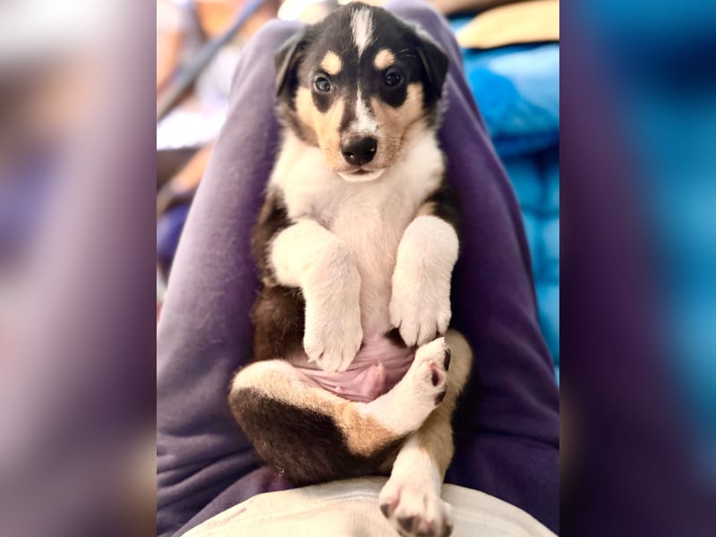 Kurzhaarcollies-. unser lang ersehnter Wurf von Wolke&Eddy ist da!