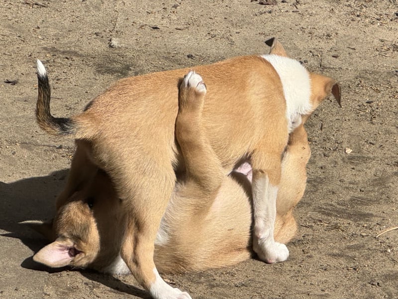Wir haben Kurzhaarcollie-Welpen aus top Verpaarung!