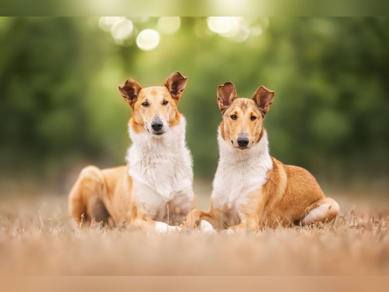Wir haben Kurzhaarcollie-Welpen aus top Verpaarung!