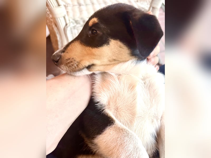Kurzhaarcollies-. unser lang ersehnter Wurf von Wolke&Eddy ist da!