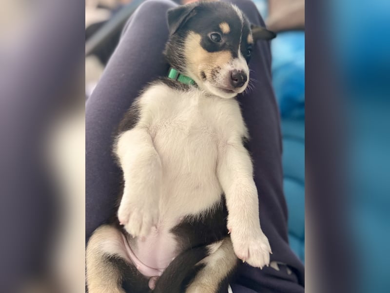 Kurzhaarcollies-. unser lang ersehnter Wurf von Wolke&Eddy ist da!
