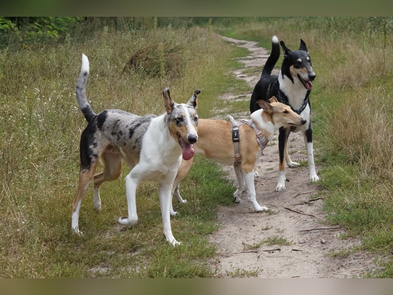 Wir haben Kurzhaarcollie-Welpen aus top Verpaarung!