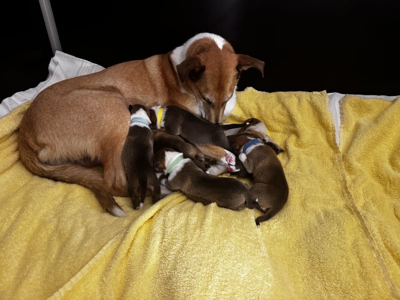 Wir haben Kurzhaarcollie-Welpen aus top Verpaarung!