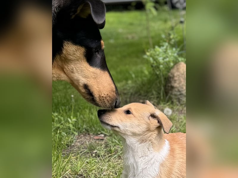 Wir haben Kurzhaarcollie-Welpen aus top Verpaarung!