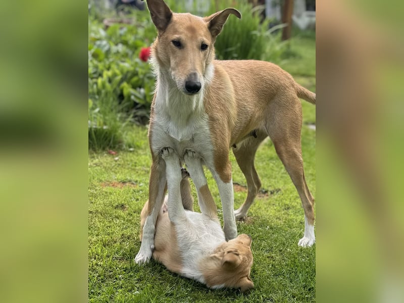 Wir haben Kurzhaarcollie-Welpen aus top Verpaarung!