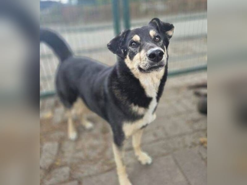 Simba, Kurzhaarcollie Mischling