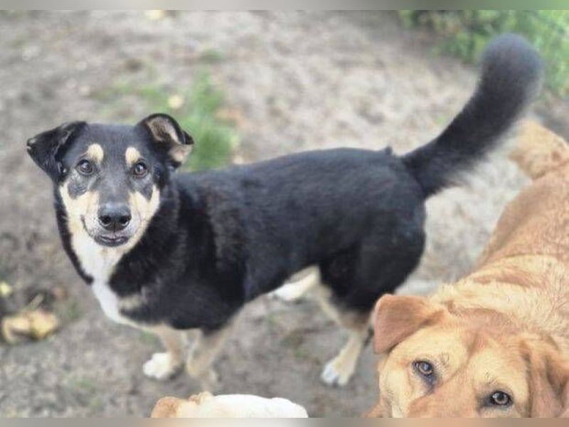 Simba, Kurzhaarcollie Mischling