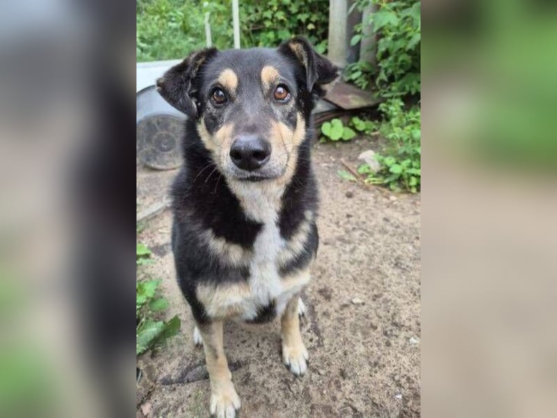 Simba, Kurzhaarcollie Mischling