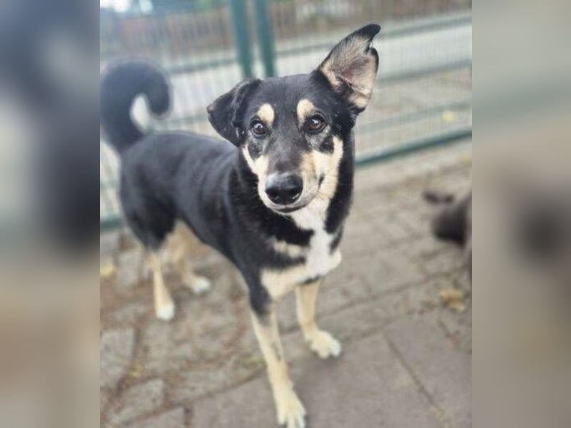 Simba, Kurzhaarcollie Mischling