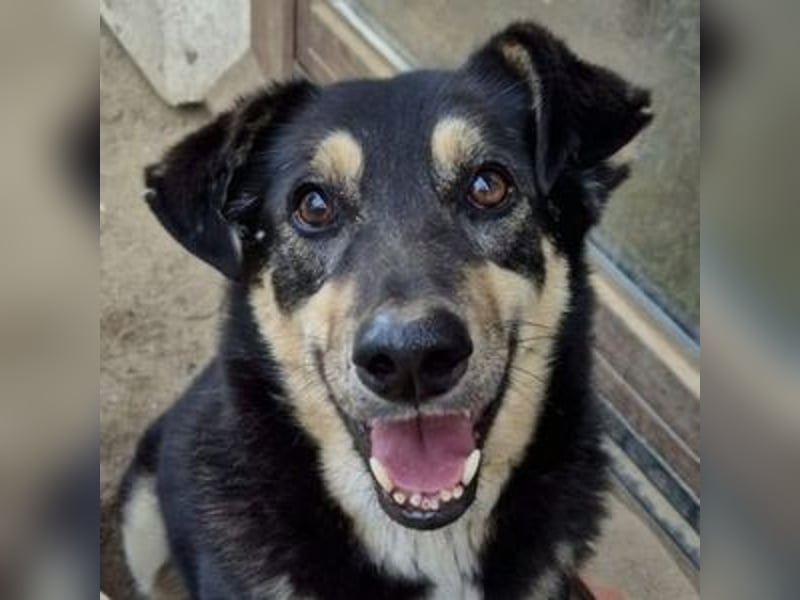 Simba, Kurzhaarcollie Mischling
