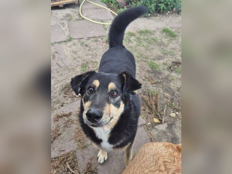 Simba, Kurzhaarcollie Mischling