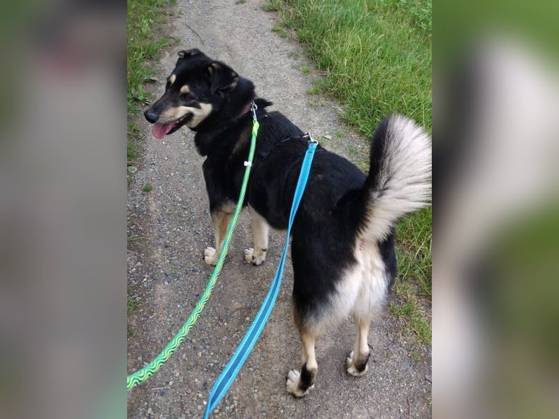 Simba, Kurzhaarcollie Mischling