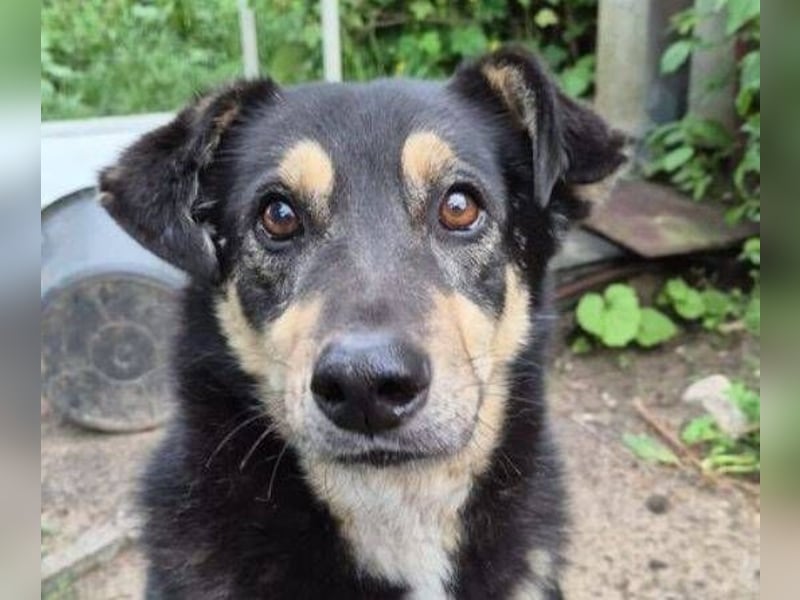 Simba, Kurzhaarcollie Mischling