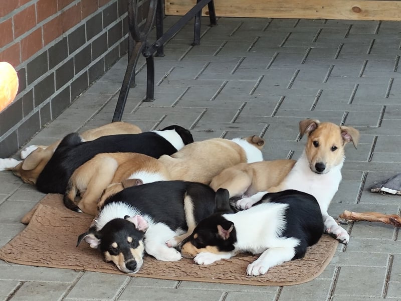 Kurzhaarcollies "Apple Meadow"