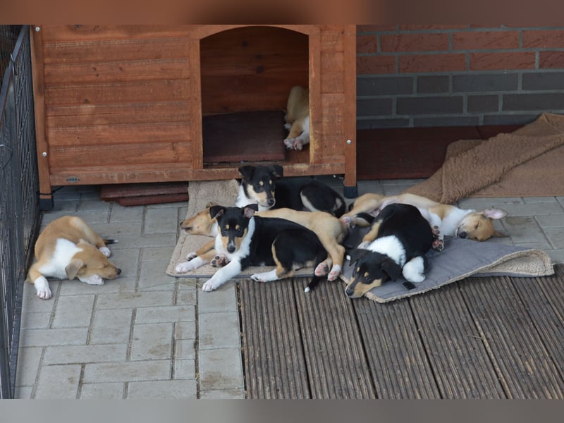 Kurzhaarcollies "Apple Meadow"
