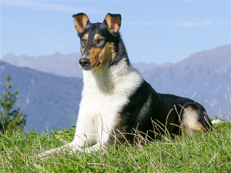 Kurzhaarcollie gesucht