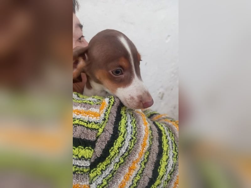 Alejandro PP– Kleiner Dackel würde gerne auf große Reise gehen