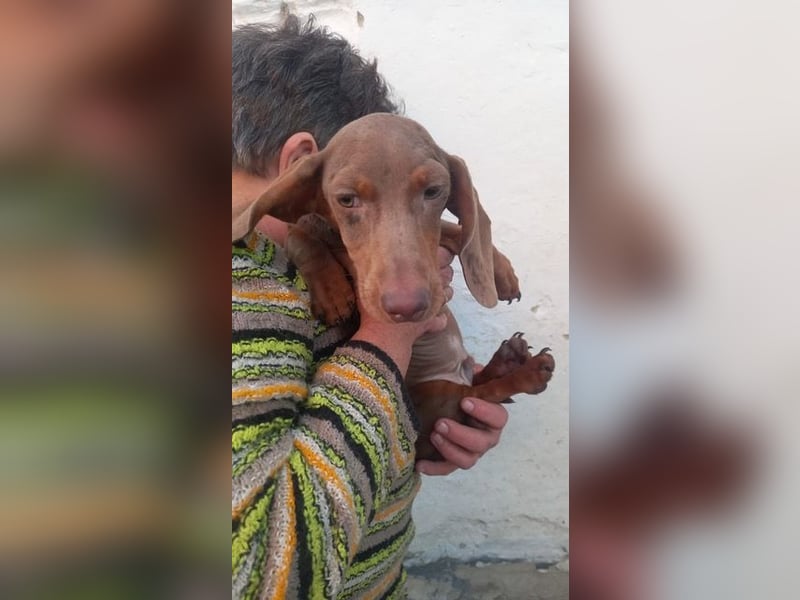 Alois PP– Kleiner Dackel würde gerne auf große Reise gehen