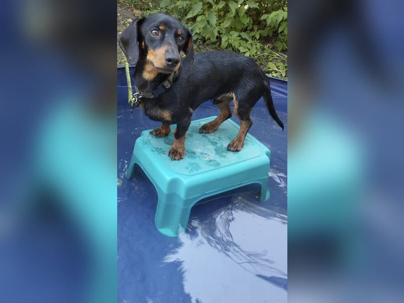 Sammy, Kurzhaardackel, Rüde, ca. 2 Jahre, ca. 30 cm - 76139 Karlsruhe -
