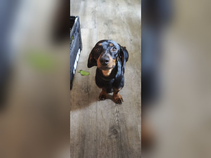Sammy, Kurzhaardackel, Rüde, ca. 2 Jahre, ca. 30 cm - 76139 Karlsruhe -